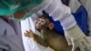 მაიმუნებმა კორონავირუსის მქონე პაციენტების სისხლის სინჯები მოიპარეს