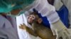 Seorang petugas memeriksa seekor anak monyet di Pusat Riset Primata di Universitas Chulalongkorn, Thailand (foto: ilustrasi). Thailand mulai menguji coba vaksin Covid-19 pada monyet Sabtu (23/5).