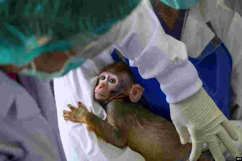 A laboratory baby monkey is being examined by employees in the breeding center at the National Primate Research Center of Thailand at Chulalongkorn University in Saraburi, May 23, 2020. Thai scientists have begun testing a COVID-19 vaccine candidate on monkeys.