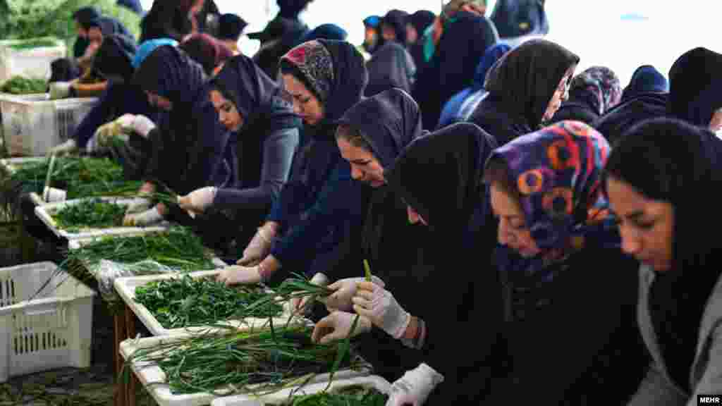 خانم ها در شیراز در حال تهیه مقدمات "بزرگترین آش جهان" هستند. خبرگزاری مهر نوشته این بزرگترین آش جهان است. این چندمین سال است که این آش همزمان با سالروز وفات پیامبر اسلام در شیراز تهیه می شود. عکس: امین برنجکار، مهر