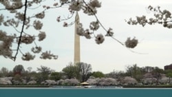 People visiting Cherry Blossoms