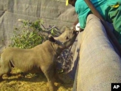 A ranger feeds a baby black rhino orphaned when poachers killed its mother on a South African game reserve