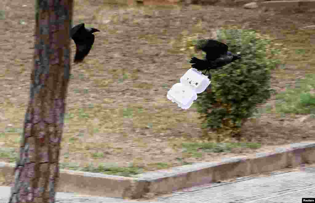 A crow carrying litter is chased by another in Islamabad, Pakistan.