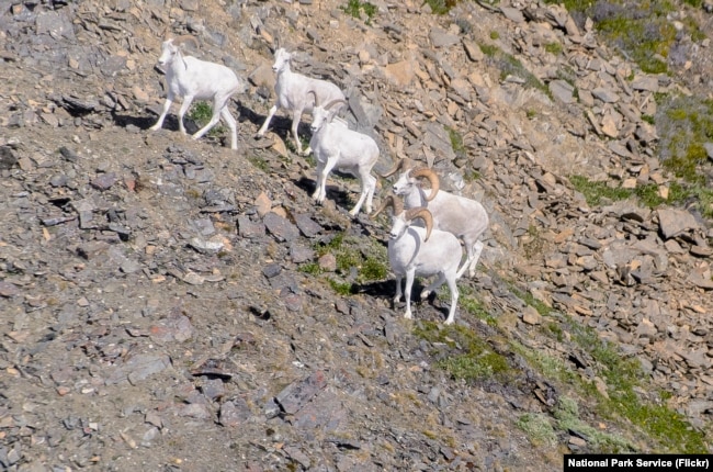 Dall sheep in Wrangell-St. Elias National Park