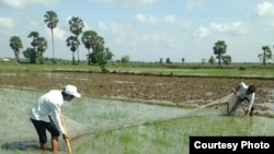 Cambodian farmers are using fishing net to collect army worms from destroying their rice paddy field. (Courtesy photo: Ministry of Agriculture's General Department of Agriculture)