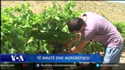 Të rinjtë dhe agrobiznesi