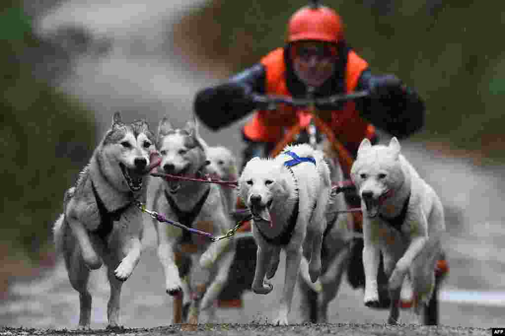 A musher competes with his team of dogs in a race in The Siberian Husky Club of Great Britain 36th Aviemore Sled Dog Rally 2019 in Aviemore, Scotland, Jan. 26, 2019.