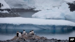 FILE - Gentoo penguins stand on rocks near the Chilean station Bernardo O'Higgins, Antarctica, Jan. 22, 2015. 