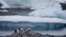 FILE - Gentoo penguins stand on rocks near the Chilean station Bernardo O'Higgins, Antarctica, Jan. 22, 2015. 