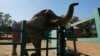 In Johannesburg Zoo, Should the Last Elephant Stay or Go?