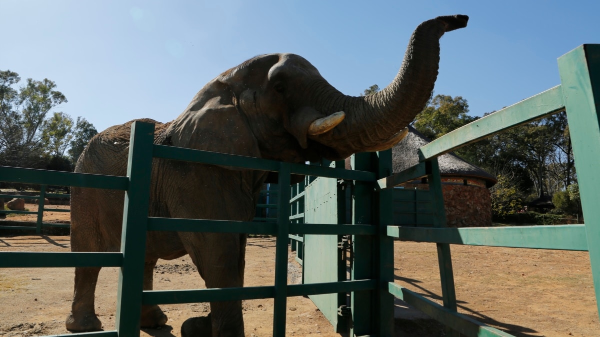 In Johannesburg Zoo, Should the Last Elephant Stay or Go?