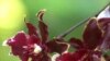 Orchids Bloom in Washington Exhibit