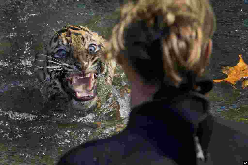 A three-month-old Sumatran tiger cub named "Bandar" shows his displeasure after being dunked in the tiger exhibit moat for a swim reliability test at the National Zoo in Washington, Nov. 6, 2013. All cubs born at the zoo must take a swim test before being allowed to roam in the exhibit. Bandar passed his test.
