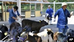 Calves arrive at a dairy cattle market to be put up for auction in Motomiya, Fukushima prefecture, 50 kms west of the stricken Fukushima Daiichi nuclear power plant, July 14, 2011