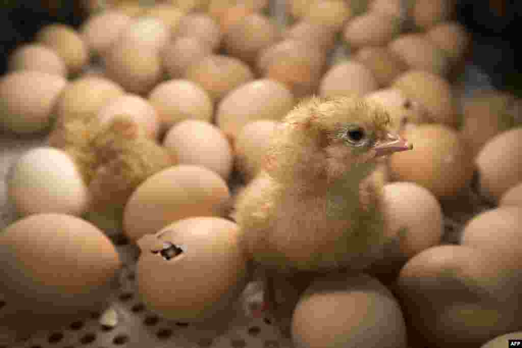 A chick stands among eggs being hatched inside an incubator at the Agriculture Fair in Paris, France, Feb. 26, 2017.
