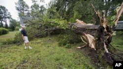 Un vieux chêne détruit par Irène à Morehead City, en Caroline du Nord