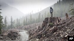 'If a Tree Falls' explores whether radical environmental activists trying to prevent corporations from destroying the land are freedom fighters or domestic terrorists.
