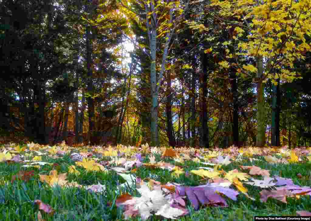 Daun-daun berguguran di sebuah taman saat musim gugur di Fairfax, Virginia, AS.