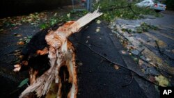 강력한 폭풍이 영국과 독일 등 유럽 북서부를 휩쓴 가운데 거센 바람의 영향으로 부러진 나무가 인도를 가로막고 있다. 