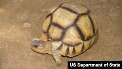  Ploughshare Tortoise Thomas Leuteritz/USFWS