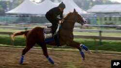 Improbable, the 5-2 favorite, prepares for Saturday's Preakness horse race at Pimlico race track in Baltimore, May 17, 2019. 