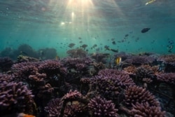 Ikan-ikan berenang di taman terumbu karang di Nusa Dua, Bali, 28 Mei 2021. (Foto: Nyimas Laula/Reuters)