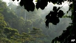 La forêt du parc national de Kakum au Ghana 