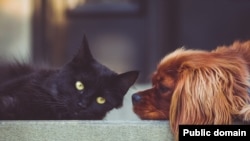 Some people believe dogs are more playful than cats -- an example of a generalization with plural nouns.