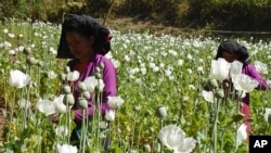 Workers cut opium near the Myanmar border (REUTERS/Shan State Army/Handout)