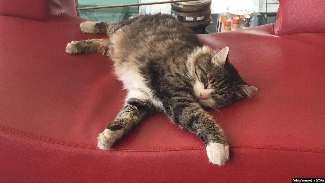 Sero Secim Beklentisini Acikladi Sero Secim Beklentisini Acikladi