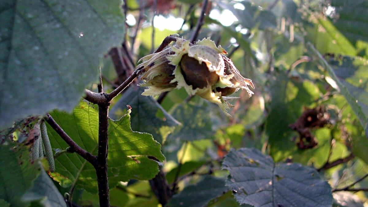 Gardener Explains Growing Filberts or Hazel Trees