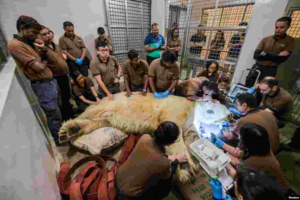 Inuka, Singapore's first born and bred polar bear undergoes a final check up at the Singapore zoo before it was put down.