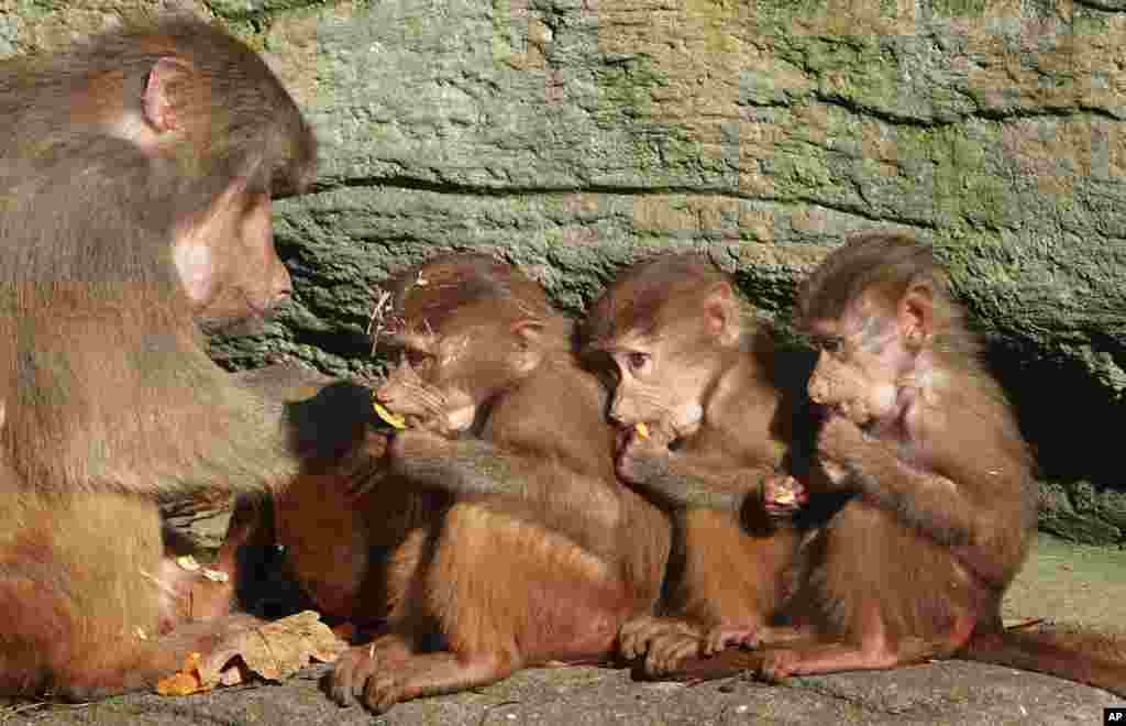 Three monkey babies are fed by an adult animal at the Hagenbeck animal park in Hamburg, Germany.