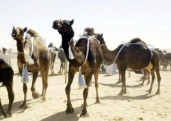 Tiga unta Arab berbaris di Abu Dhabi dalam file foto 23 Februari 2002 ini setelah dinyatakan sebagai pemenang Kontes Kecantikan Unta, yang pertama dari jenisnya di Uni Emirat Arab. (Foto: Reuters)