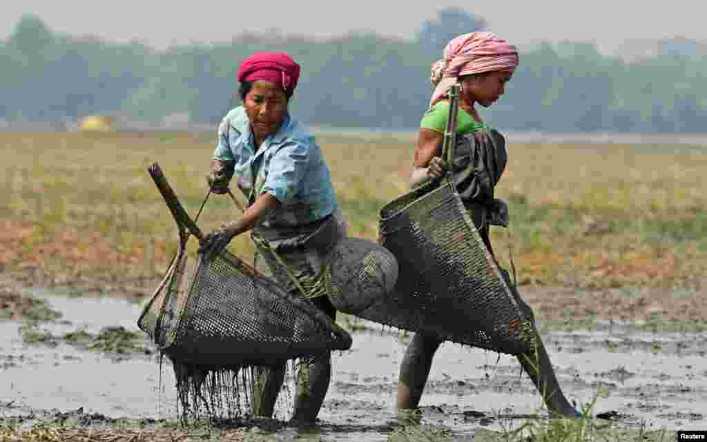 인도 아삼 주 북동부 &#39;티와&#39; 부족 여성들이 습지에서 물고기를 잡고 있다.