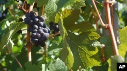 Pinot noir grapes on a vine at the Willamette Valley Vineyards in Turner, Oregon, Sept. 20, 2018.