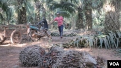 A worker is collecting palm in Preah Sihanouk province, Cambodia, February 12, 2019. (Khan Sokummono/ VOA Khmer) 