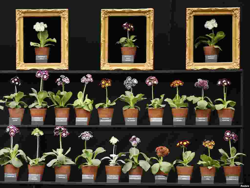 A floral display at the Chelsea Flower Show in London