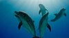 امریکی ساحلوں پر ڈولفنز کی پراسرار ہلاکتیں