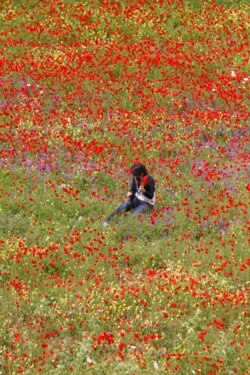 Seorang gadis mengumpulkan bunga musim semi di lembah desa Khiam, dekat perbatasan Israel di Lebanon selatan, 27 April 2011. (Foto: REUTERS/Jamal Saidi)