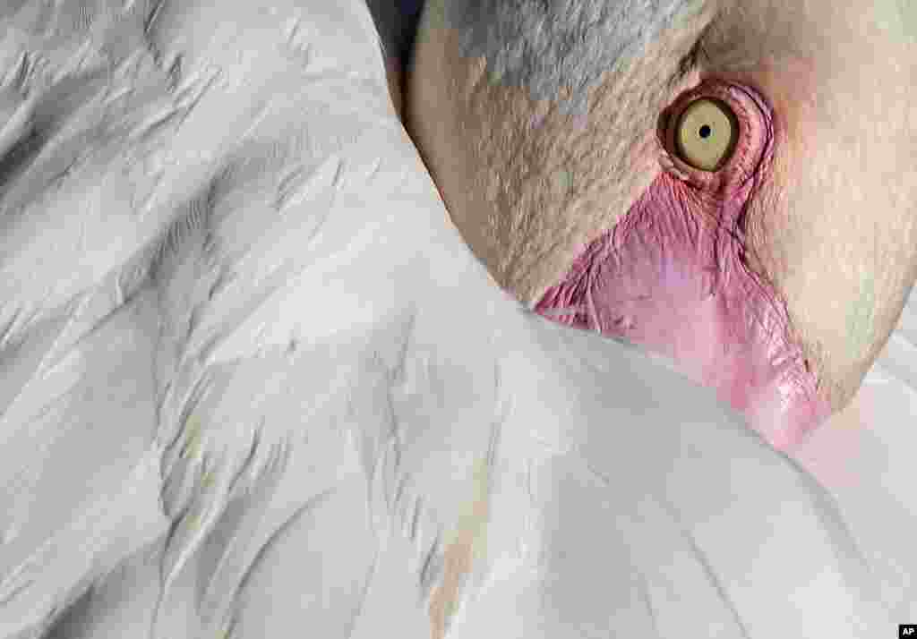 Seekor burung bangau &quot;pink&quot; istirahat dengan menyembunyikan kepalanya pada sayapnya di kebun binatang kota Erfurt, Jerman.