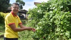 The Young Men's Christian Association General Secretary John Lee shows a spinach plant in Suva, Fiji. Lee said seedlings given by the Ministry of Agriculture fed families during these difficult times. (Fiji Ministry of Agriculture via AP)