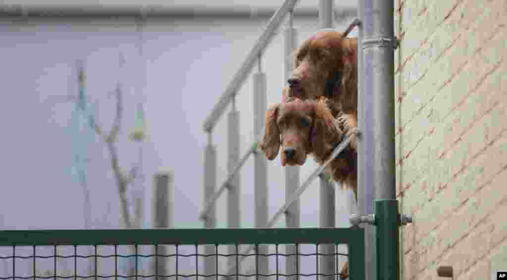 Two Irish Setter dogs look out from an enclosure in Lauw, Belgium.