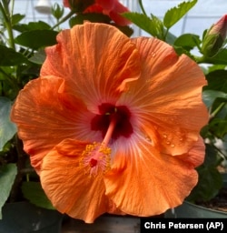 This 2022 image provided by Chris Petersen shows a hibiscus flower in bloom. (Chris Petersen via AP)