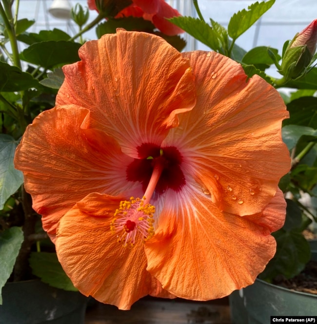 This 2022 image provided by Chris Petersen shows a hibiscus flower in bloom. (Chris Petersen via AP)