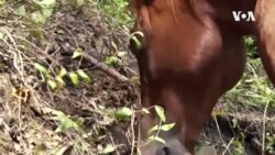 CONNECT: Horse Camp -- USAGM