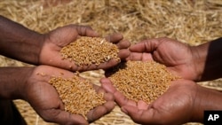 FILE: Farmers show some of the wheat grain during a harvest at a farm in Bindura about 88 kilometers north east of the capital Harare, Monday, Oct, 10, 2022