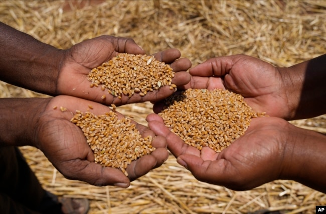 Farmers show some of the wheat grain during a harvest at a farm in Bindura about 88 kilometres north east of the capital Harare, Monday, Oct, 10, 2022. Zimbabwe says it is on the brink of its biggest wheat harvest in history, thanks in large part to efforts to overcome food supply problems caused by the war in Ukraine. But bush fires and impending rains are threatening crops yet to be harvested. (AP Photo/Tsvangirayi Mukwazhi)