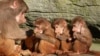 Three monkey cubs are fed by an adult animal at the Hagenbeck animal park in Hamburg, northern Germany.