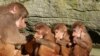 Tiga anak monyet diberi makan oleh induknya di kebun binatang di Hamburg, Jerman utara, Rabu, 30 Oktober 2019. (Foto: Magdalena Troendle via AP)